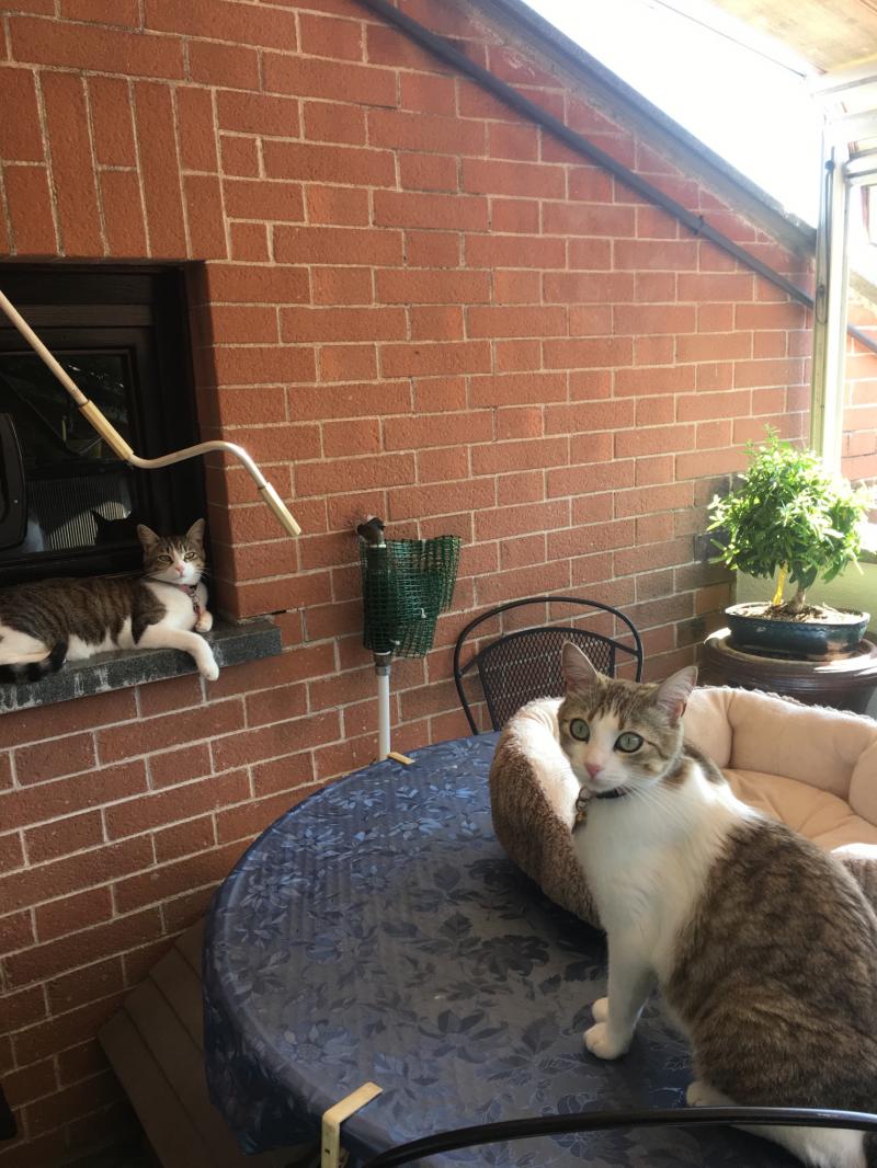 terrazzino e vista primaverile con gatti