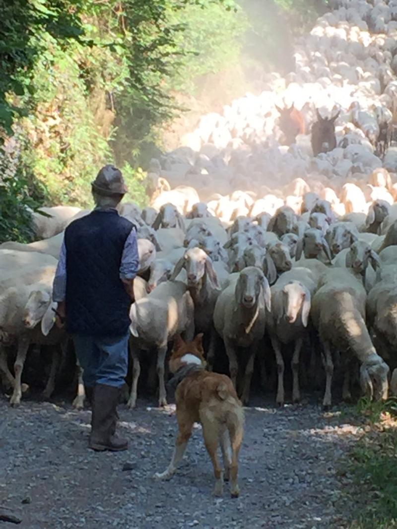 900 pecore con alcuni asinelli 