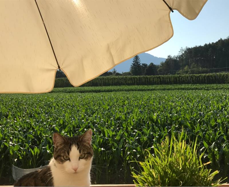 Fotosegnalazione di Naz sciaves