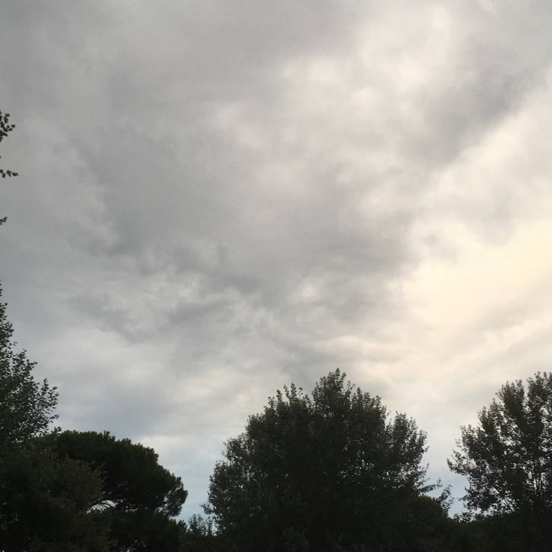 Rosolina mare
