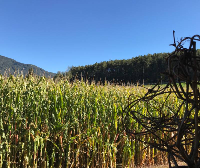 Fotosegnalazione di Naz sciaves