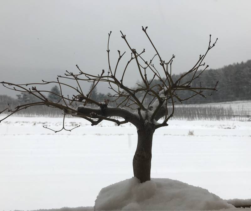 Fotosegnalazione di Naz sciaves