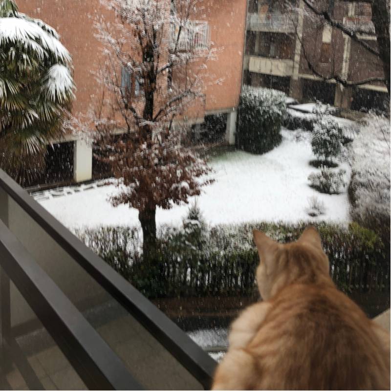 La prima neve..... gatto curioso