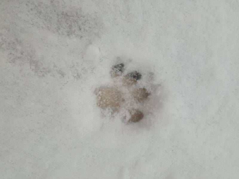 Il gatto delle nevi