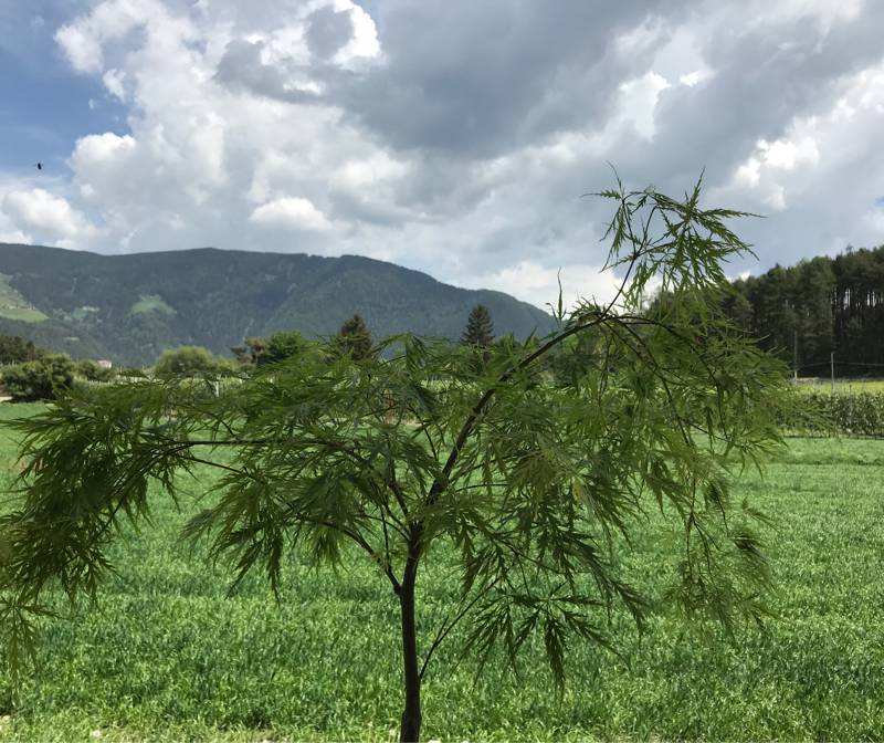 Fotosegnalazione di Naz sciaves