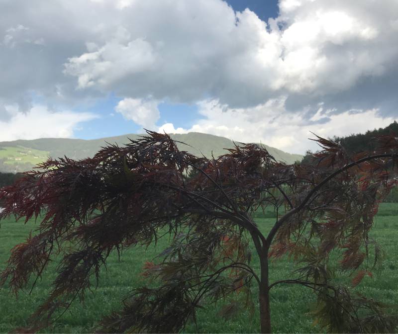 Fotosegnalazione di Naz sciaves