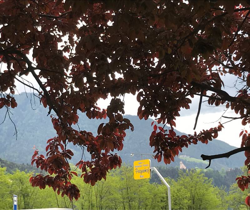 Fotosegnalazione di Naz sciaves