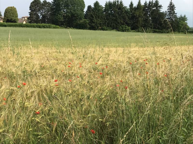 Campo di grano e papaveri il 26 maggio