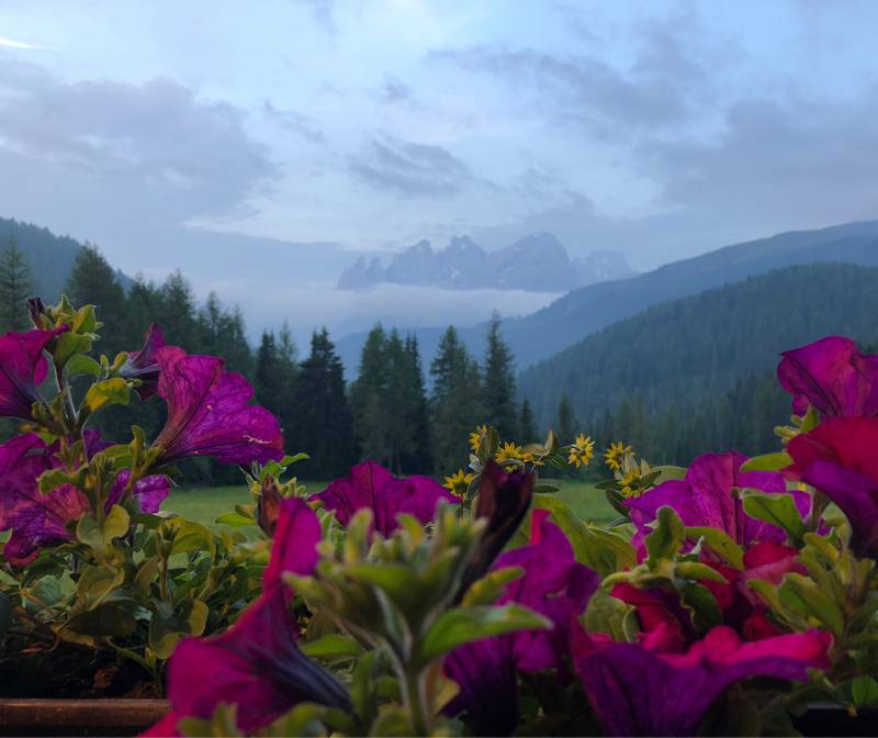 Pale di san martino da valfredda rifugio flora alpina