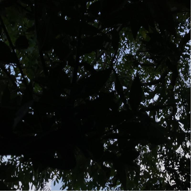 Fotosegnalazione di Gorizia