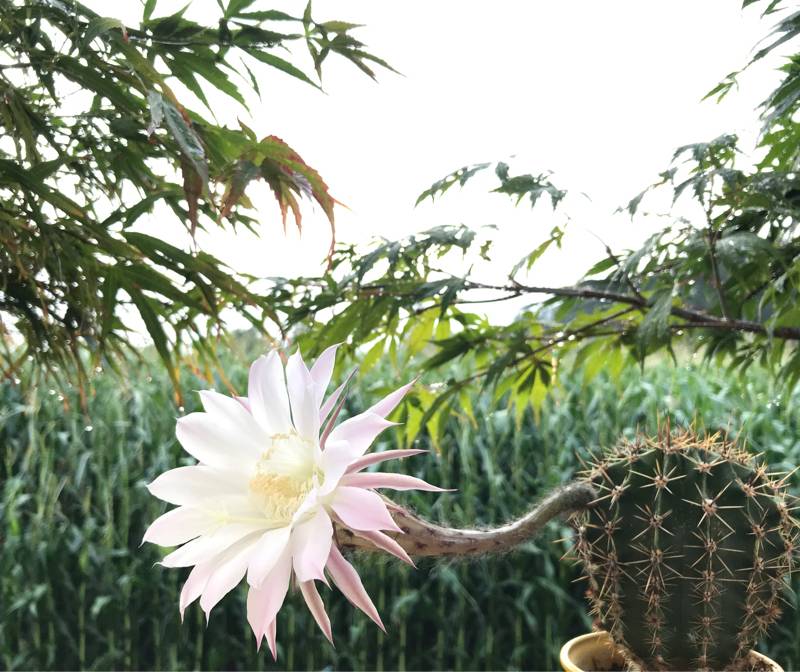Fotosegnalazione di Naz sciaves