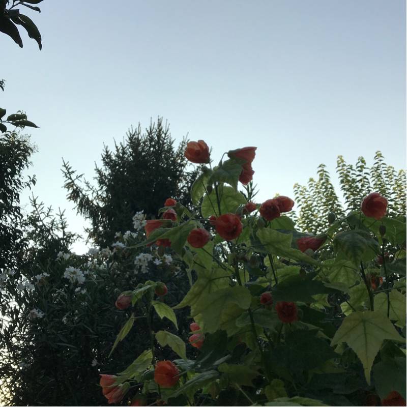 Fotosegnalazione di Gorizia