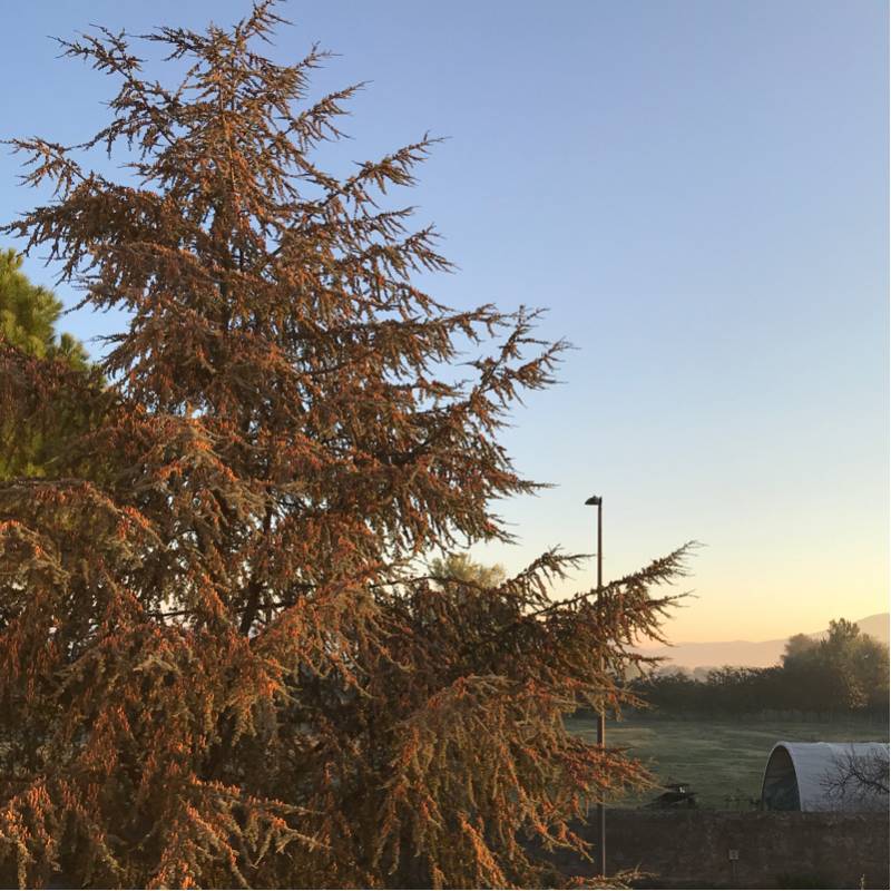 Fotosegnalazione di Poggio a caiano