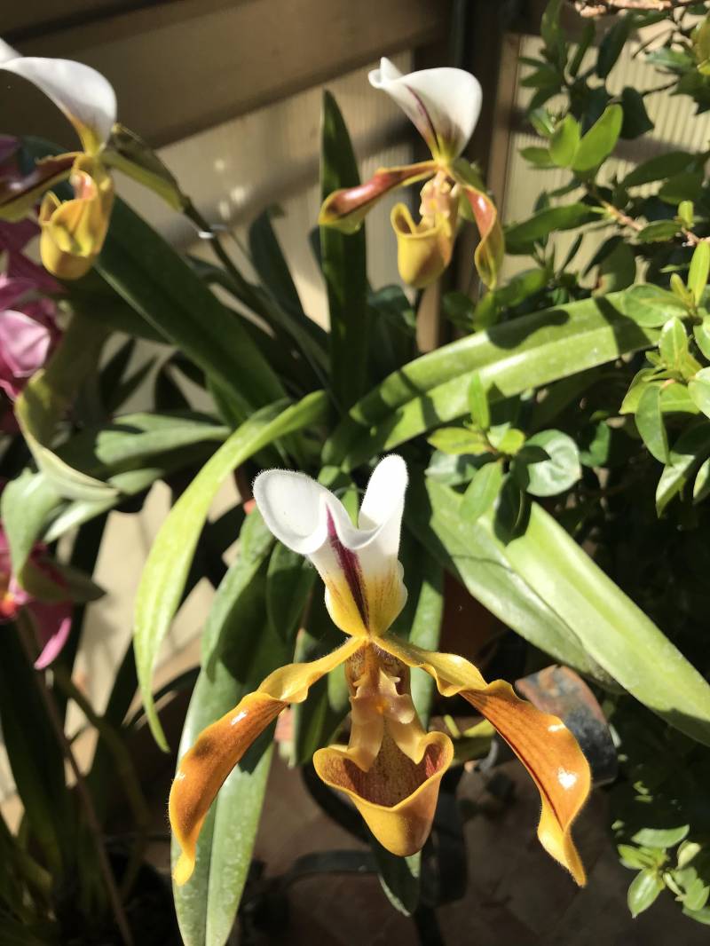 Orchidea di moltedo