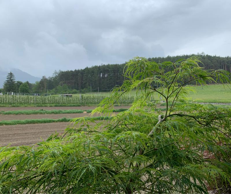 Fotosegnalazione di Naz sciaves