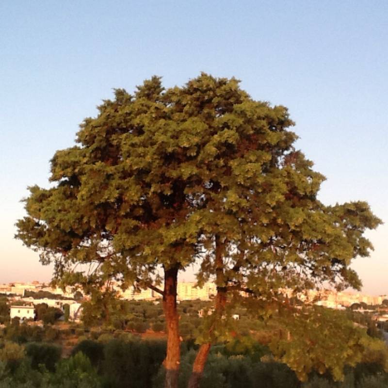 Alba a cisternino dalla contrada madonna d'ibernia
