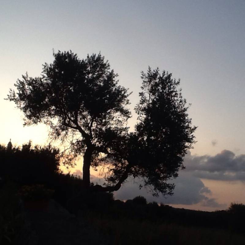 Alba a cisternino contrada madonna d'ibernia