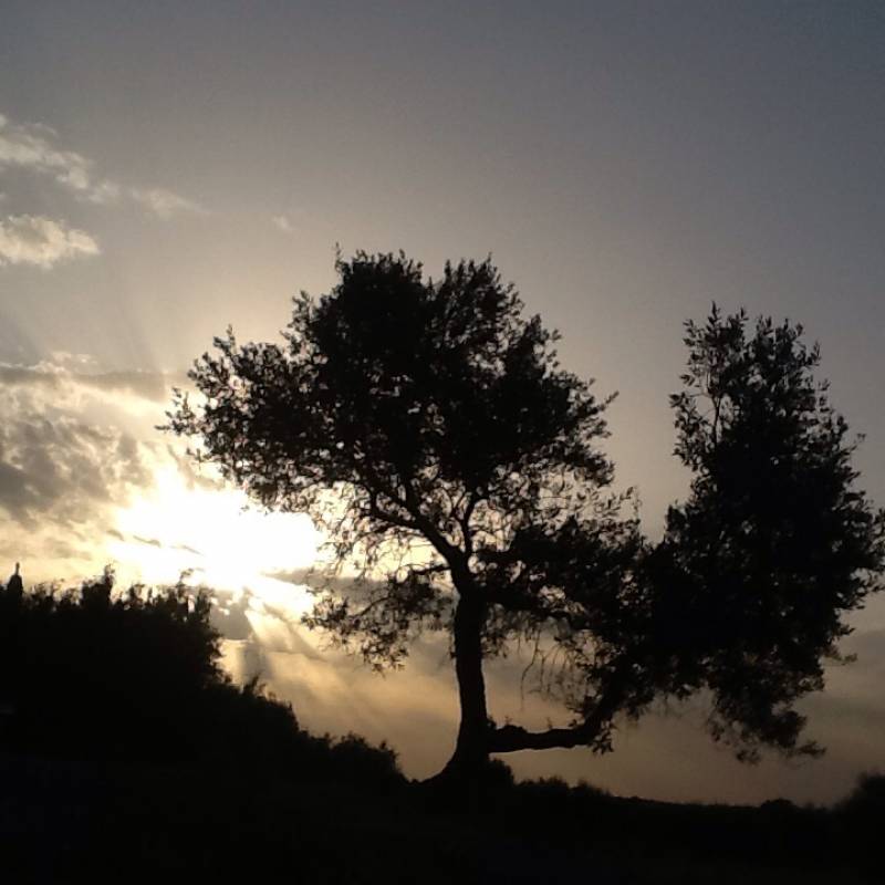 Alba a cisternino contrada madonna d'ibernia