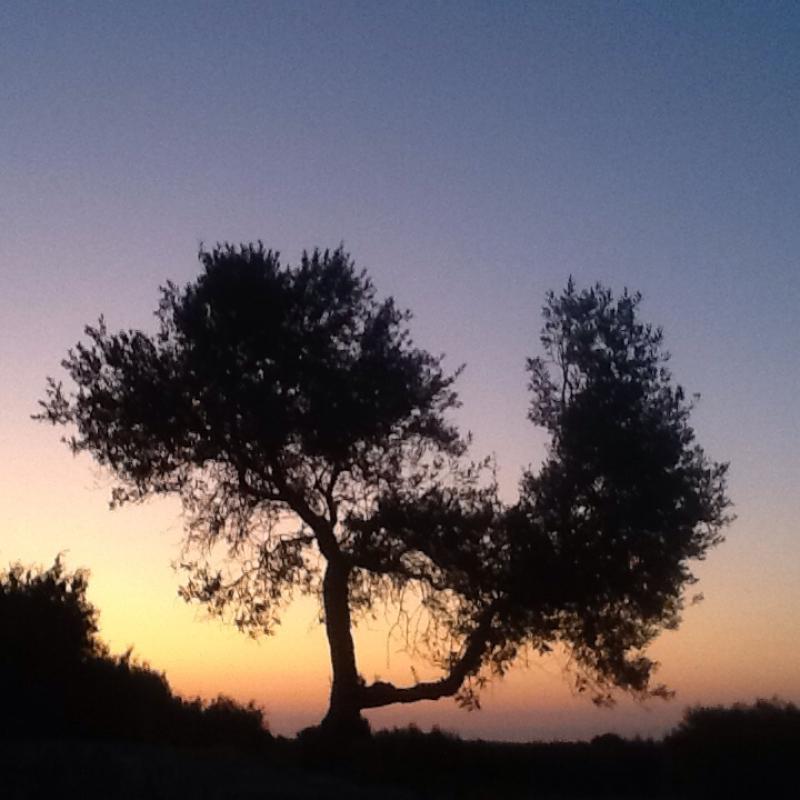 Alba a cisternino contrada madonna d'ibernia