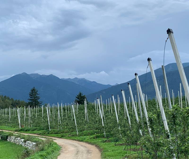 Fotosegnalazione di Naz sciaves
