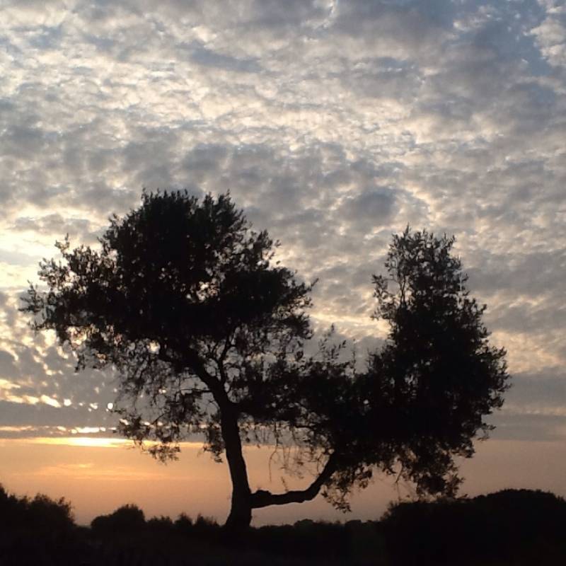 Alba nuvolosa a cisternino