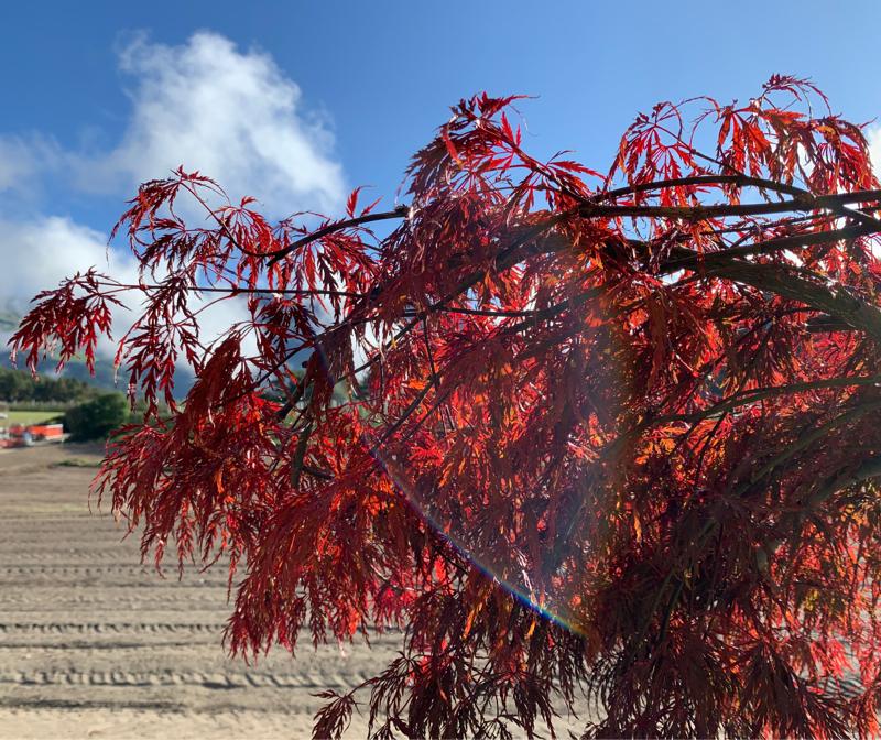 Fotosegnalazione di Naz sciaves