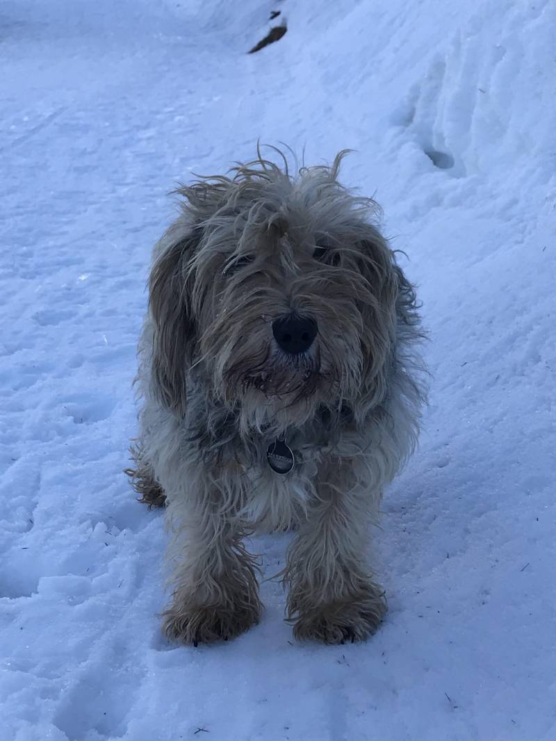 Maggie nella neve foppolese