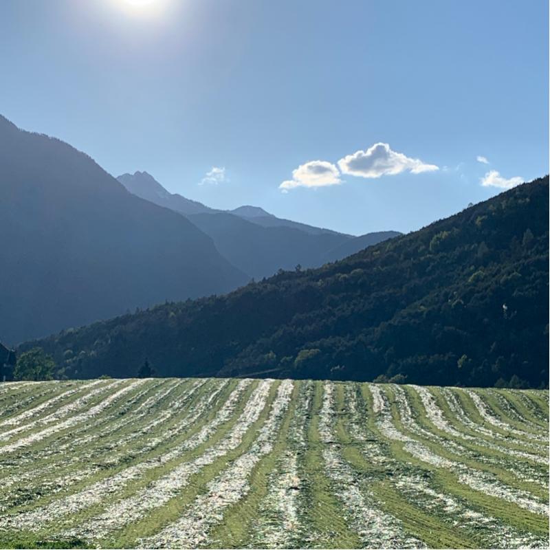Fotosegnalazione di Naz sciaves