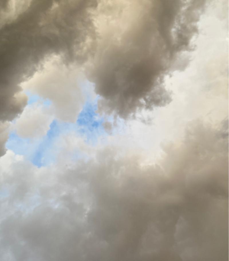 Fotosegnalazione di Usmate velate