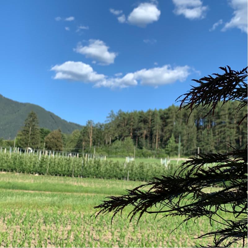 Fotosegnalazione di Naz sciaves