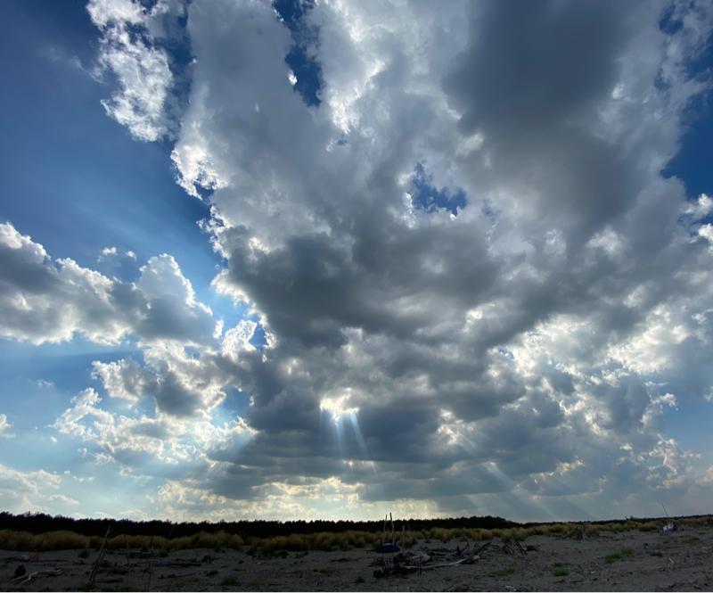 Fotosegnalazione di Rosolina mare