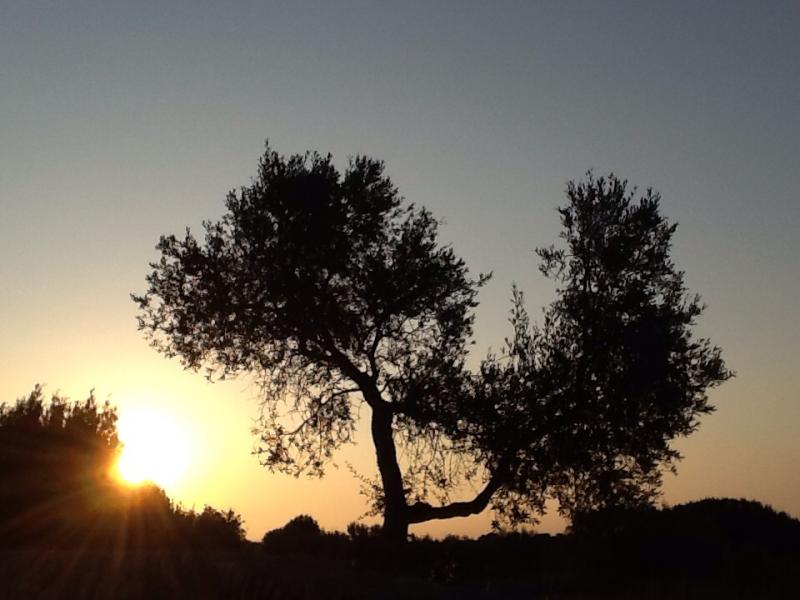 Alba a cisternino contrada madonna d'ibernia