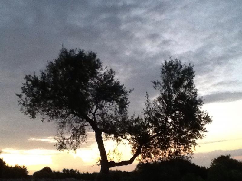 Alba in contrada madonna d'ibernia a cistrnino