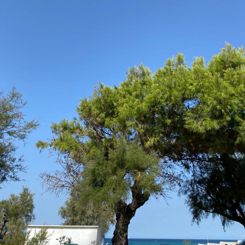 Fotosegnalazione di Monopoli