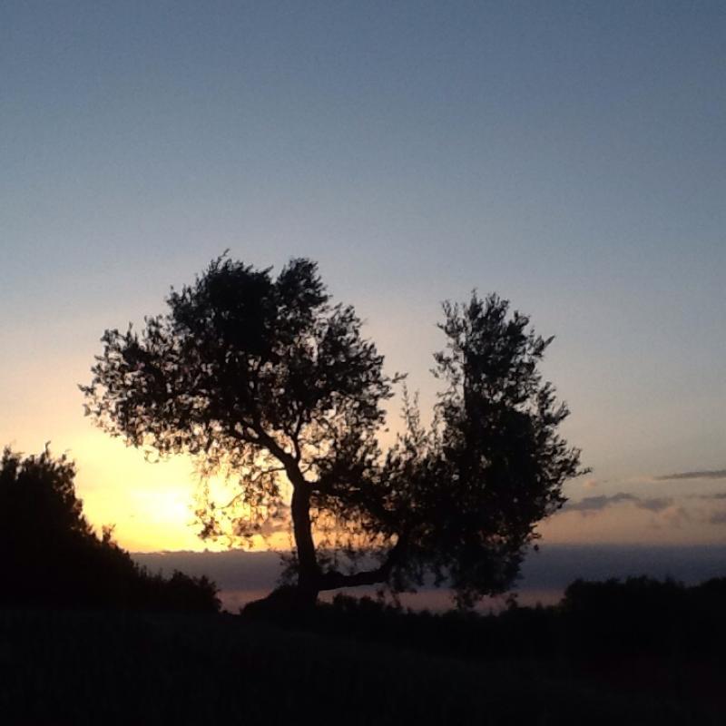 Alba a cisternino contrada madonna d'ibernia