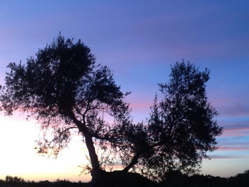 Alba a cisternino contrada madonna d'ibernia
