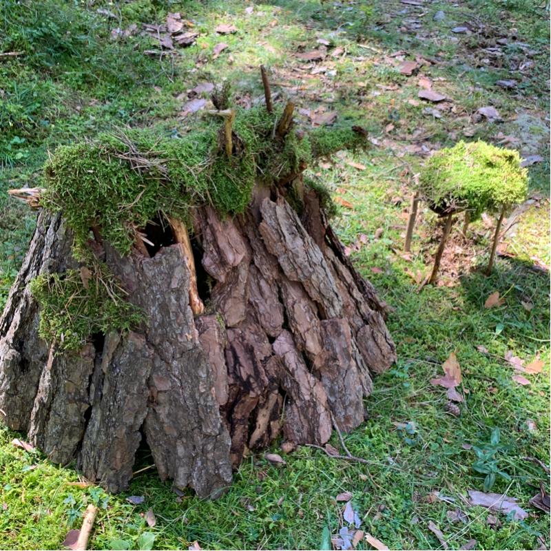 Fotosegnalazione di Naz sciaves