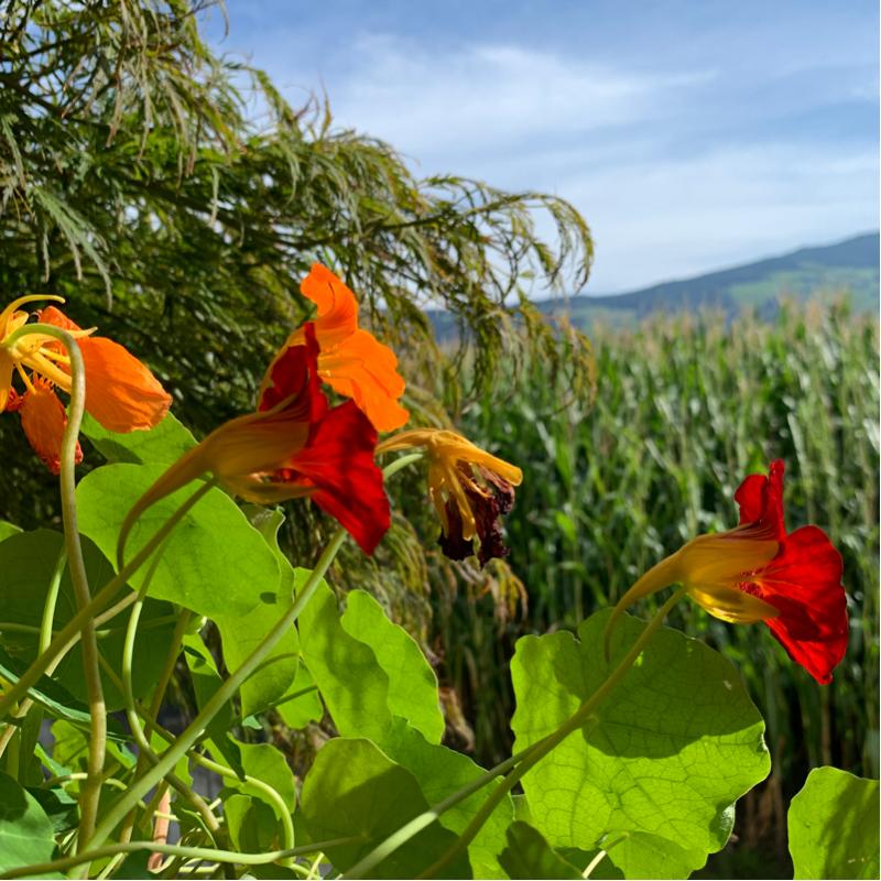 Fotosegnalazione di Naz sciaves