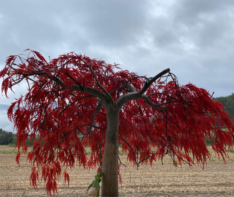 Fotosegnalazione di Naz sciaves