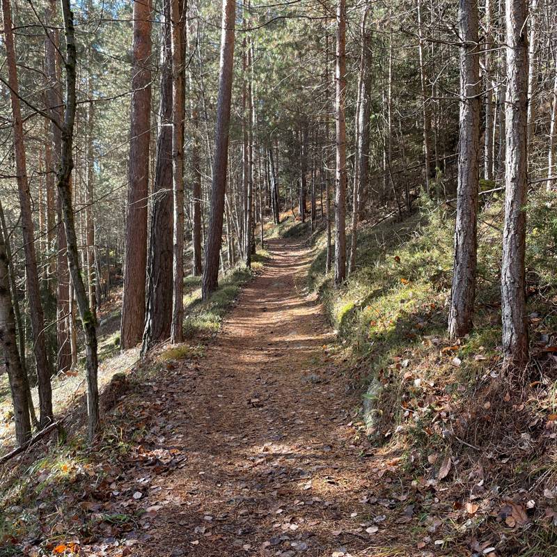 Fotosegnalazione di Naz sciaves