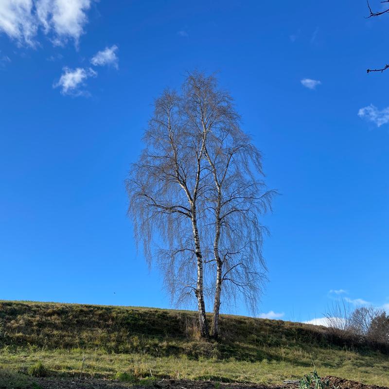 Fotosegnalazione di Naz sciaves