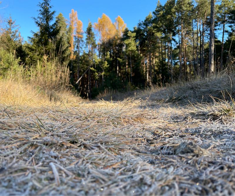 Fotosegnalazione di Naz sciaves