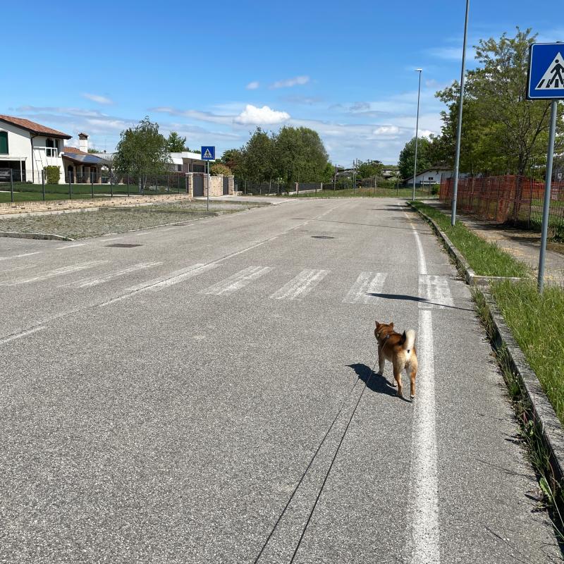 Fotosegnalazione di Zero branco