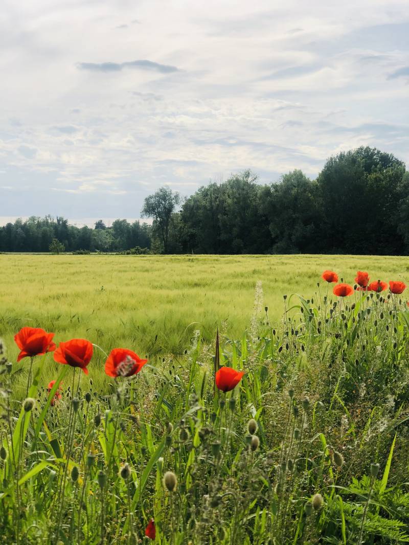 Che ne sai tu di un campo di grano...
