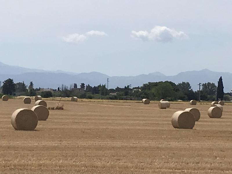 Luglio di giannionali
