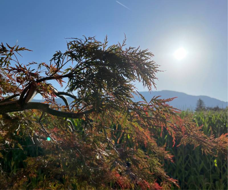Fotosegnalazione di Naz sciaves