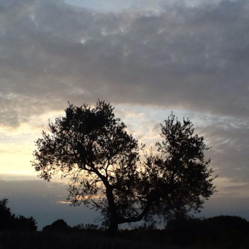 Alba a cisternino del 26 set 2021 contrada madonna d'ibernia