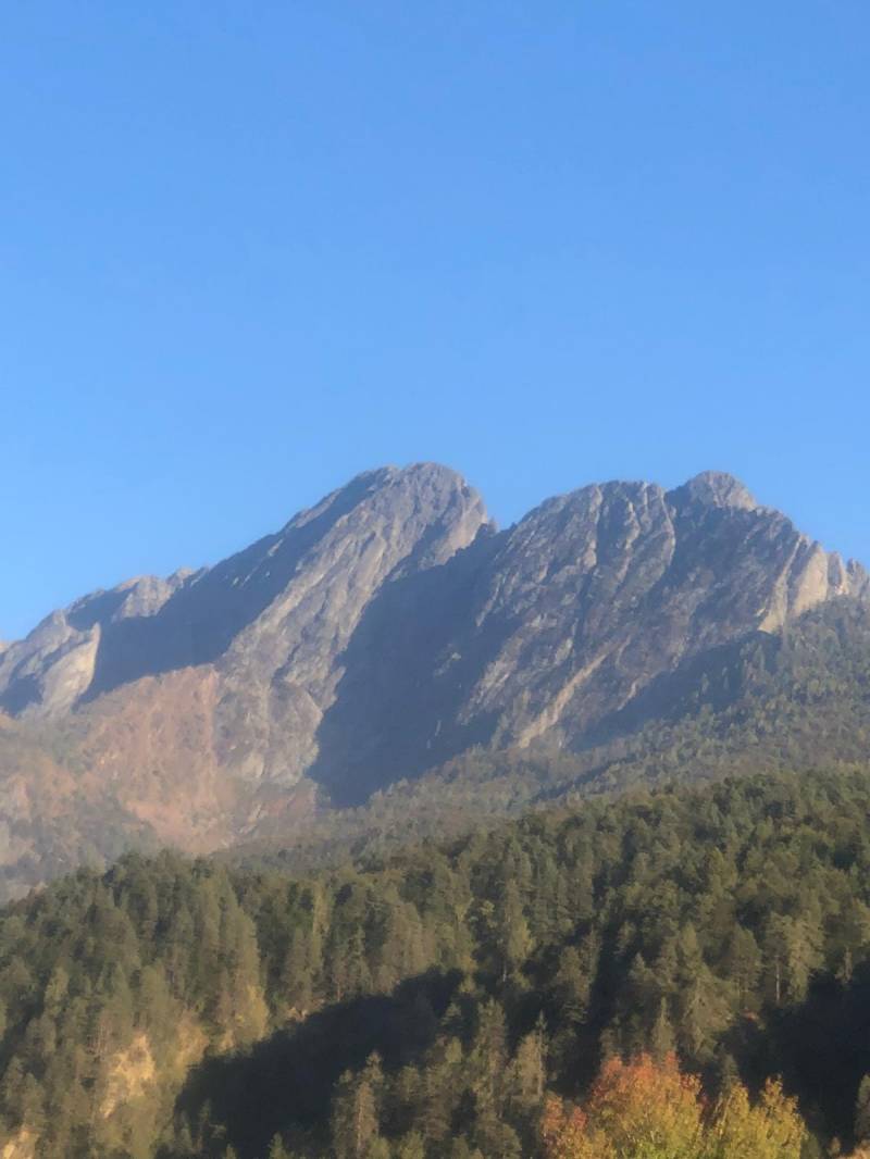 Il grifone in tutta la sua bellezza