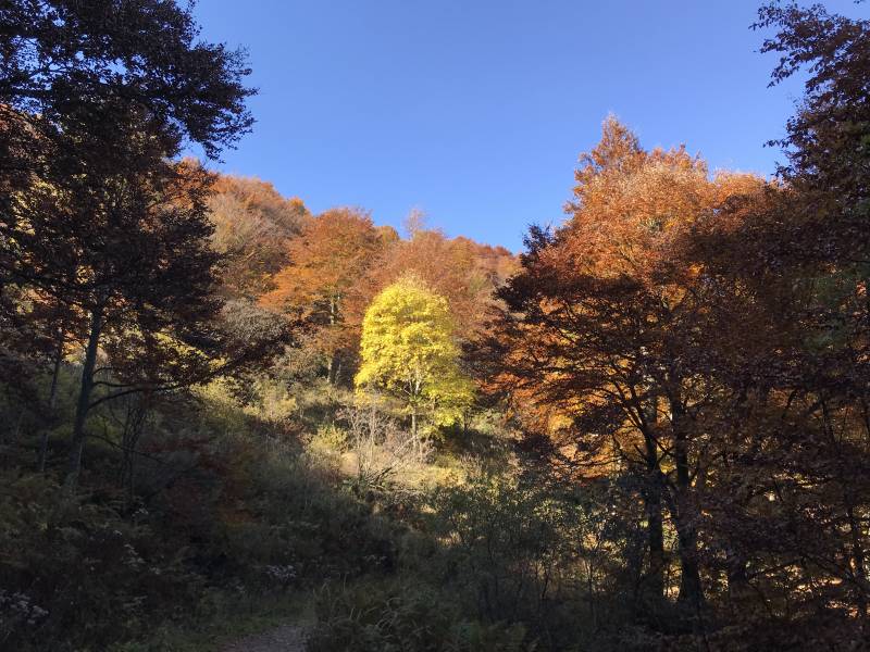 Foliage nel bosco del sorriso oggi 27 ottobre 2020