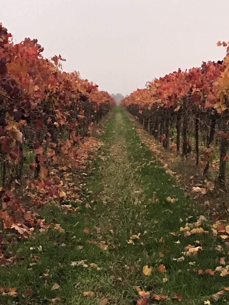 Autunno preludio al riposo invernale